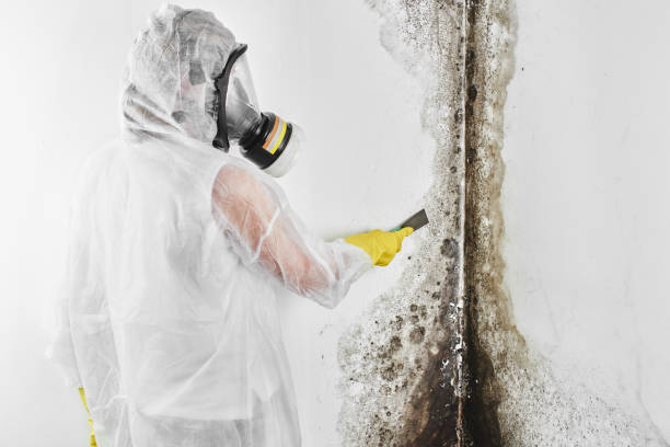Best Attic Mold Removal  in Mendota, IL