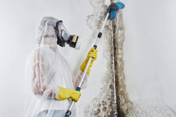 Best Mold Remediation  in Mendota, IL