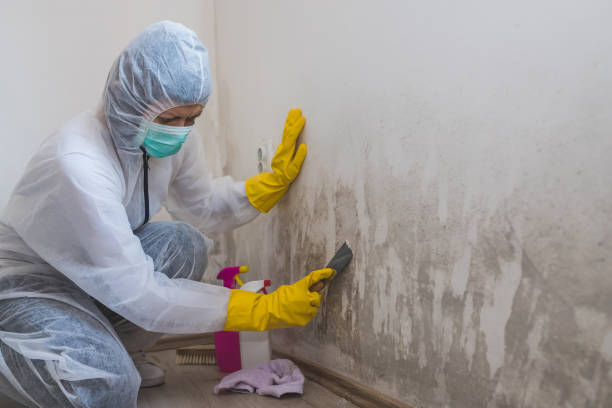 Best Attic Mold Removal  in Mendota, IL