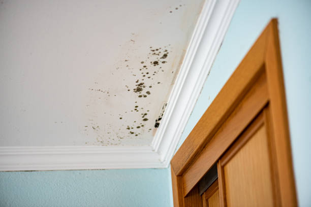 Best Crawl Space Mold Removal  in Mendota, IL