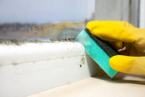 Best Mold Remediation  in Mendota, IL