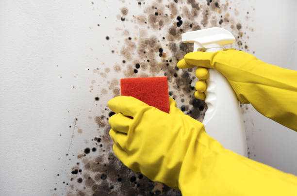 Best Office Mold Removal Services  in Mendota, IL