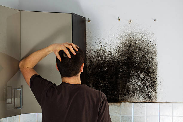 Mold Testing and Removal in Mendota, IL