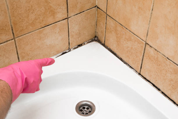 Best Mold Removal Company Near Me  in Mendota, IL