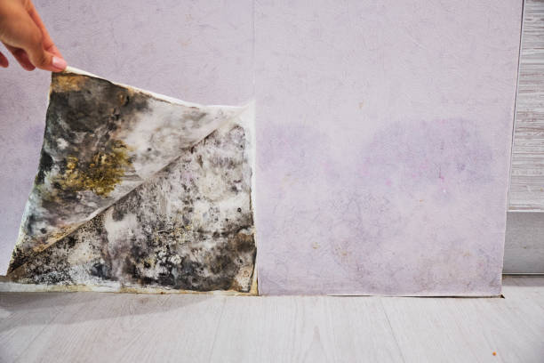 Best Mold Cleaning Services  in Mendota, IL